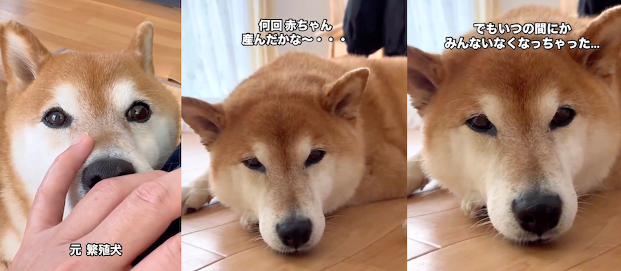 ニコニコが可愛いあの柴犬も「バリバリの柴気質」, 柴犬の「クセツヨ」を愛する柴飼いさんたち, SNSで見る「可愛い柴犬」と現実は違う, ニコニコが可愛いすずちゃんは「元繁殖犬」, 無理な繁殖は絶対やめて, いつかやってくるお別れの時まで