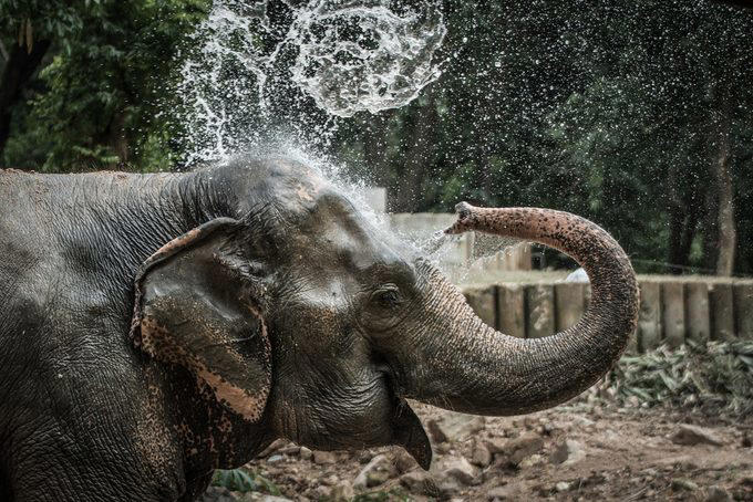 Elephants, Platypuses, Polar bears, Kangaroos, Peacocks, Honey badgers, Narwhals, Bearded dragons, Butterflies, Sea otters, Jackrabbits, Dolphins, Chimpanzees, Manatees, Manatees (part 2), Grizzly bears, Giraffes, Myanmar snub-nosed monkeys, Octopuses, Houseflies, Hummingbirds, Flamingos, Caddisflies, Adélie penguins, Emperor penguins, Even more penguins, Squirrels, Macaques, Giant pandas, Vultures, Chickens, Raccoons, Honeybees, Why trust us, Sources: