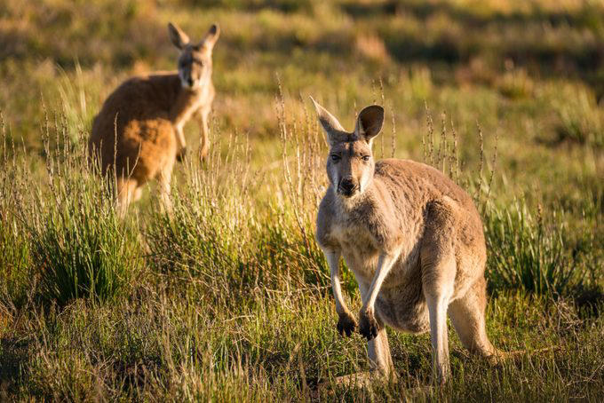 Elephants, Platypuses, Polar bears, Kangaroos, Peacocks, Honey badgers, Narwhals, Bearded dragons, Butterflies, Sea otters, Jackrabbits, Dolphins, Chimpanzees, Manatees, Manatees (part 2), Grizzly bears, Giraffes, Myanmar snub-nosed monkeys, Octopuses, Houseflies, Hummingbirds, Flamingos, Caddisflies, Adélie penguins, Emperor penguins, Even more penguins, Squirrels, Macaques, Giant pandas, Vultures, Chickens, Raccoons, Honeybees, Why trust us, Sources:
