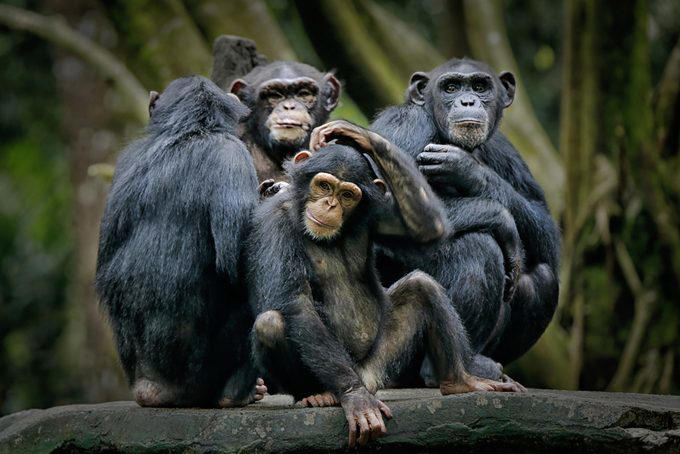 Elephants, Platypuses, Polar bears, Kangaroos, Peacocks, Honey badgers, Narwhals, Bearded dragons, Butterflies, Sea otters, Jackrabbits, Dolphins, Chimpanzees, Manatees, Manatees (part 2), Grizzly bears, Giraffes, Myanmar snub-nosed monkeys, Octopuses, Houseflies, Hummingbirds, Flamingos, Caddisflies, Adélie penguins, Emperor penguins, Even more penguins, Squirrels, Macaques, Giant pandas, Vultures, Chickens, Raccoons, Honeybees, Why trust us, Sources: