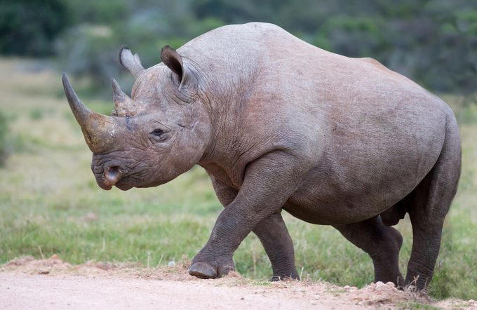 Elephants, Platypuses, Polar bears, Kangaroos, Peacocks, Honey badgers, Narwhals, Bearded dragons, Butterflies, Sea otters, Jackrabbits, Dolphins, Chimpanzees, Manatees, Manatees (part 2), Grizzly bears, Giraffes, Myanmar snub-nosed monkeys, Octopuses, Houseflies, Hummingbirds, Flamingos, Caddisflies, Adélie penguins, Emperor penguins, Even more penguins, Squirrels, Macaques, Giant pandas, Vultures, Chickens, Raccoons, Honeybees, Why trust us, Sources: