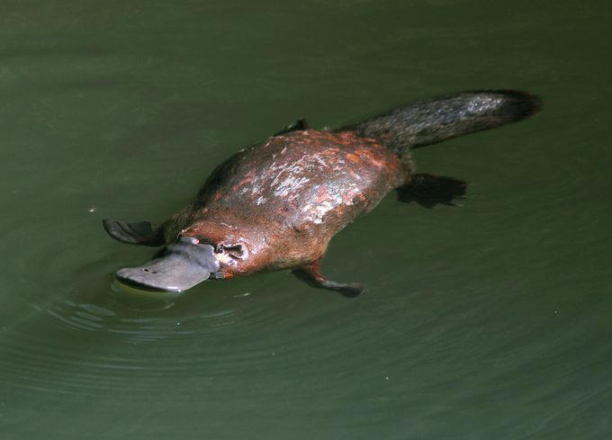 Elephants, Platypuses, Polar bears, Kangaroos, Peacocks, Honey badgers, Narwhals, Bearded dragons, Butterflies, Sea otters, Jackrabbits, Dolphins, Chimpanzees, Manatees, Manatees (part 2), Grizzly bears, Giraffes, Myanmar snub-nosed monkeys, Octopuses, Houseflies, Hummingbirds, Flamingos, Caddisflies, Adélie penguins, Emperor penguins, Even more penguins, Squirrels, Macaques, Giant pandas, Vultures, Chickens, Raccoons, Honeybees, Why trust us, Sources: