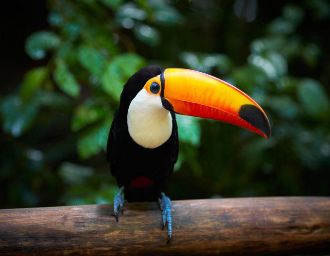 Elephants, Platypuses, Polar bears, Kangaroos, Peacocks, Honey badgers, Narwhals, Bearded dragons, Butterflies, Sea otters, Jackrabbits, Dolphins, Chimpanzees, Manatees, Manatees (part 2), Grizzly bears, Giraffes, Myanmar snub-nosed monkeys, Octopuses, Houseflies, Hummingbirds, Flamingos, Caddisflies, Adélie penguins, Emperor penguins, Even more penguins, Squirrels, Macaques, Giant pandas, Vultures, Chickens, Raccoons, Honeybees, Why trust us, Sources: