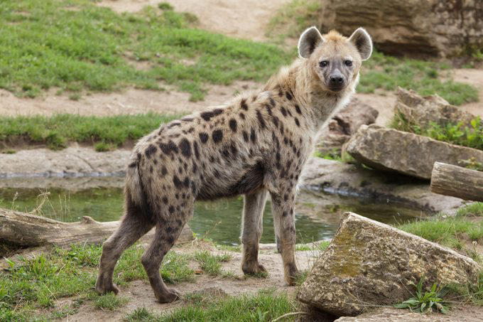 Elephants, Platypuses, Polar bears, Kangaroos, Peacocks, Honey badgers, Narwhals, Bearded dragons, Butterflies, Sea otters, Jackrabbits, Dolphins, Chimpanzees, Manatees, Manatees (part 2), Grizzly bears, Giraffes, Myanmar snub-nosed monkeys, Octopuses, Houseflies, Hummingbirds, Flamingos, Caddisflies, Adélie penguins, Emperor penguins, Even more penguins, Squirrels, Macaques, Giant pandas, Vultures, Chickens, Raccoons, Honeybees, Why trust us, Sources: