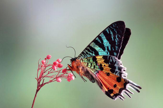 Elephants, Platypuses, Polar bears, Kangaroos, Peacocks, Honey badgers, Narwhals, Bearded dragons, Butterflies, Sea otters, Jackrabbits, Dolphins, Chimpanzees, Manatees, Manatees (part 2), Grizzly bears, Giraffes, Myanmar snub-nosed monkeys, Octopuses, Houseflies, Hummingbirds, Flamingos, Caddisflies, Adélie penguins, Emperor penguins, Even more penguins, Squirrels, Macaques, Giant pandas, Vultures, Chickens, Raccoons, Honeybees, Why trust us, Sources: