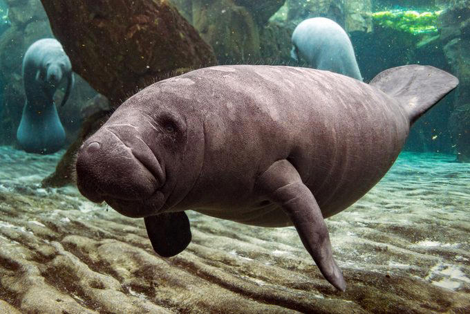 Elephants, Platypuses, Polar bears, Kangaroos, Peacocks, Honey badgers, Narwhals, Bearded dragons, Butterflies, Sea otters, Jackrabbits, Dolphins, Chimpanzees, Manatees, Manatees (part 2), Grizzly bears, Giraffes, Myanmar snub-nosed monkeys, Octopuses, Houseflies, Hummingbirds, Flamingos, Caddisflies, Adélie penguins, Emperor penguins, Even more penguins, Squirrels, Macaques, Giant pandas, Vultures, Chickens, Raccoons, Honeybees, Why trust us, Sources: