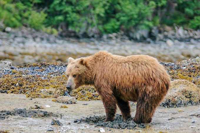 Elephants, Platypuses, Polar bears, Kangaroos, Peacocks, Honey badgers, Narwhals, Bearded dragons, Butterflies, Sea otters, Jackrabbits, Dolphins, Chimpanzees, Manatees, Manatees (part 2), Grizzly bears, Giraffes, Myanmar snub-nosed monkeys, Octopuses, Houseflies, Hummingbirds, Flamingos, Caddisflies, Adélie penguins, Emperor penguins, Even more penguins, Squirrels, Macaques, Giant pandas, Vultures, Chickens, Raccoons, Honeybees, Why trust us, Sources: