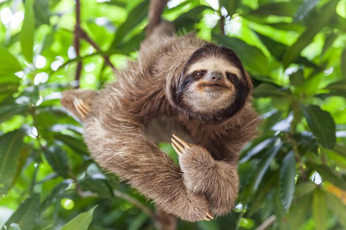 Elephants, Platypuses, Polar bears, Kangaroos, Peacocks, Honey badgers, Narwhals, Bearded dragons, Butterflies, Sea otters, Jackrabbits, Dolphins, Chimpanzees, Manatees, Manatees (part 2), Grizzly bears, Giraffes, Myanmar snub-nosed monkeys, Octopuses, Houseflies, Hummingbirds, Flamingos, Caddisflies, Adélie penguins, Emperor penguins, Even more penguins, Squirrels, Macaques, Giant pandas, Vultures, Chickens, Raccoons, Honeybees, Why trust us, Sources: