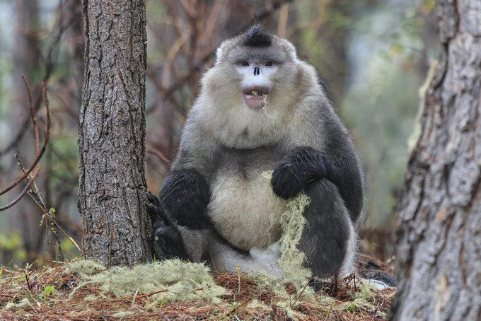 Elephants, Platypuses, Polar bears, Kangaroos, Peacocks, Honey badgers, Narwhals, Bearded dragons, Butterflies, Sea otters, Jackrabbits, Dolphins, Chimpanzees, Manatees, Manatees (part 2), Grizzly bears, Giraffes, Myanmar snub-nosed monkeys, Octopuses, Houseflies, Hummingbirds, Flamingos, Caddisflies, Adélie penguins, Emperor penguins, Even more penguins, Squirrels, Macaques, Giant pandas, Vultures, Chickens, Raccoons, Honeybees, Why trust us, Sources: