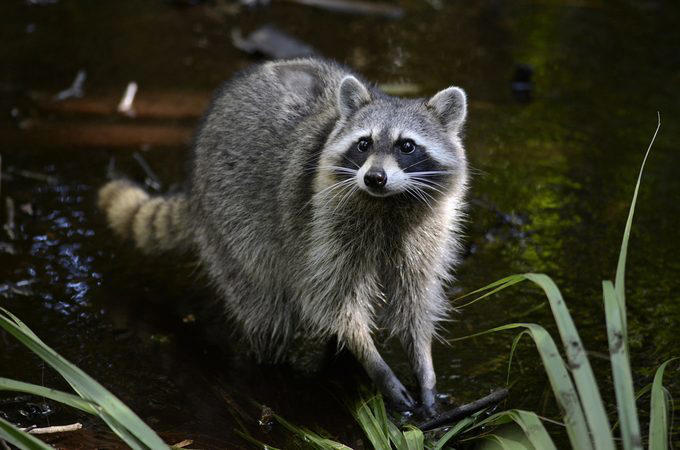 Elephants, Platypuses, Polar bears, Kangaroos, Peacocks, Honey badgers, Narwhals, Bearded dragons, Butterflies, Sea otters, Jackrabbits, Dolphins, Chimpanzees, Manatees, Manatees (part 2), Grizzly bears, Giraffes, Myanmar snub-nosed monkeys, Octopuses, Houseflies, Hummingbirds, Flamingos, Caddisflies, Adélie penguins, Emperor penguins, Even more penguins, Squirrels, Macaques, Giant pandas, Vultures, Chickens, Raccoons, Honeybees, Why trust us, Sources: