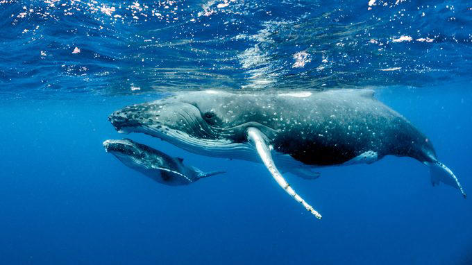 Elephants, Platypuses, Polar bears, Kangaroos, Peacocks, Honey badgers, Narwhals, Bearded dragons, Butterflies, Sea otters, Jackrabbits, Dolphins, Chimpanzees, Manatees, Manatees (part 2), Grizzly bears, Giraffes, Myanmar snub-nosed monkeys, Octopuses, Houseflies, Hummingbirds, Flamingos, Caddisflies, Adélie penguins, Emperor penguins, Even more penguins, Squirrels, Macaques, Giant pandas, Vultures, Chickens, Raccoons, Honeybees, Why trust us, Sources:
