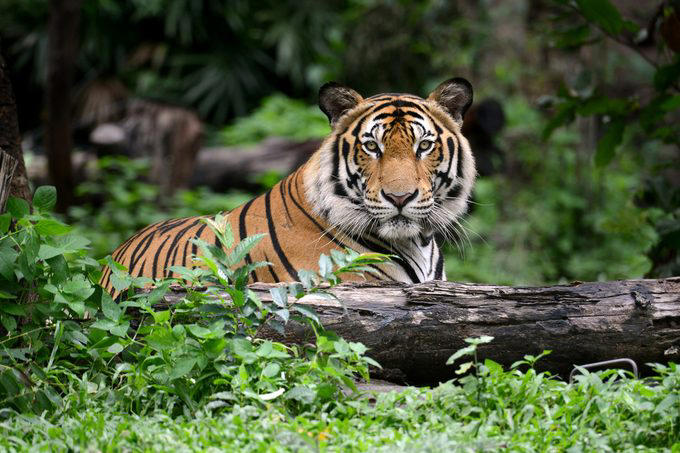 Elephants, Platypuses, Polar bears, Kangaroos, Peacocks, Honey badgers, Narwhals, Bearded dragons, Butterflies, Sea otters, Jackrabbits, Dolphins, Chimpanzees, Manatees, Manatees (part 2), Grizzly bears, Giraffes, Myanmar snub-nosed monkeys, Octopuses, Houseflies, Hummingbirds, Flamingos, Caddisflies, Adélie penguins, Emperor penguins, Even more penguins, Squirrels, Macaques, Giant pandas, Vultures, Chickens, Raccoons, Honeybees, Why trust us, Sources: