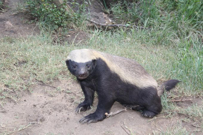 Elephants, Platypuses, Polar bears, Kangaroos, Peacocks, Honey badgers, Narwhals, Bearded dragons, Butterflies, Sea otters, Jackrabbits, Dolphins, Chimpanzees, Manatees, Manatees (part 2), Grizzly bears, Giraffes, Myanmar snub-nosed monkeys, Octopuses, Houseflies, Hummingbirds, Flamingos, Caddisflies, Adélie penguins, Emperor penguins, Even more penguins, Squirrels, Macaques, Giant pandas, Vultures, Chickens, Raccoons, Honeybees, Why trust us, Sources: