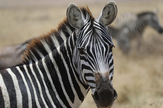 Elephants, Platypuses, Polar bears, Kangaroos, Peacocks, Honey badgers, Narwhals, Bearded dragons, Butterflies, Sea otters, Jackrabbits, Dolphins, Chimpanzees, Manatees, Manatees (part 2), Grizzly bears, Giraffes, Myanmar snub-nosed monkeys, Octopuses, Houseflies, Hummingbirds, Flamingos, Caddisflies, Adélie penguins, Emperor penguins, Even more penguins, Squirrels, Macaques, Giant pandas, Vultures, Chickens, Raccoons, Honeybees, Why trust us, Sources:
