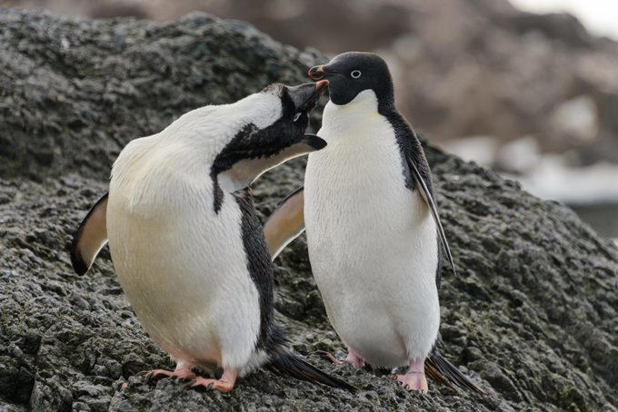 Elephants, Platypuses, Polar bears, Kangaroos, Peacocks, Honey badgers, Narwhals, Bearded dragons, Butterflies, Sea otters, Jackrabbits, Dolphins, Chimpanzees, Manatees, Manatees (part 2), Grizzly bears, Giraffes, Myanmar snub-nosed monkeys, Octopuses, Houseflies, Hummingbirds, Flamingos, Caddisflies, Adélie penguins, Emperor penguins, Even more penguins, Squirrels, Macaques, Giant pandas, Vultures, Chickens, Raccoons, Honeybees, Why trust us, Sources: