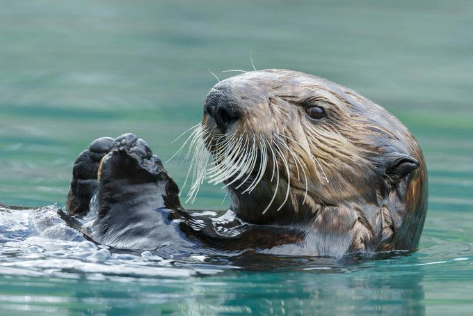 Elephants, Platypuses, Polar bears, Kangaroos, Peacocks, Honey badgers, Narwhals, Bearded dragons, Butterflies, Sea otters, Jackrabbits, Dolphins, Chimpanzees, Manatees, Manatees (part 2), Grizzly bears, Giraffes, Myanmar snub-nosed monkeys, Octopuses, Houseflies, Hummingbirds, Flamingos, Caddisflies, Adélie penguins, Emperor penguins, Even more penguins, Squirrels, Macaques, Giant pandas, Vultures, Chickens, Raccoons, Honeybees, Why trust us, Sources: