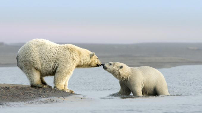 Elephants, Platypuses, Polar bears, Kangaroos, Peacocks, Honey badgers, Narwhals, Bearded dragons, Butterflies, Sea otters, Jackrabbits, Dolphins, Chimpanzees, Manatees, Manatees (part 2), Grizzly bears, Giraffes, Myanmar snub-nosed monkeys, Octopuses, Houseflies, Hummingbirds, Flamingos, Caddisflies, Adélie penguins, Emperor penguins, Even more penguins, Squirrels, Macaques, Giant pandas, Vultures, Chickens, Raccoons, Honeybees, Why trust us, Sources:
