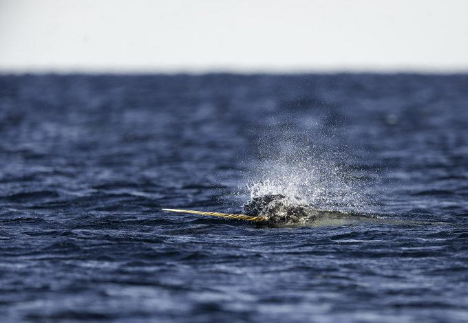 Elephants, Platypuses, Polar bears, Kangaroos, Peacocks, Honey badgers, Narwhals, Bearded dragons, Butterflies, Sea otters, Jackrabbits, Dolphins, Chimpanzees, Manatees, Manatees (part 2), Grizzly bears, Giraffes, Myanmar snub-nosed monkeys, Octopuses, Houseflies, Hummingbirds, Flamingos, Caddisflies, Adélie penguins, Emperor penguins, Even more penguins, Squirrels, Macaques, Giant pandas, Vultures, Chickens, Raccoons, Honeybees, Why trust us, Sources: