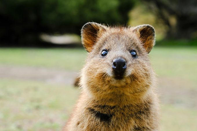 Elephants, Platypuses, Polar bears, Kangaroos, Peacocks, Honey badgers, Narwhals, Bearded dragons, Butterflies, Sea otters, Jackrabbits, Dolphins, Chimpanzees, Manatees, Manatees (part 2), Grizzly bears, Giraffes, Myanmar snub-nosed monkeys, Octopuses, Houseflies, Hummingbirds, Flamingos, Caddisflies, Adélie penguins, Emperor penguins, Even more penguins, Squirrels, Macaques, Giant pandas, Vultures, Chickens, Raccoons, Honeybees, Why trust us, Sources: