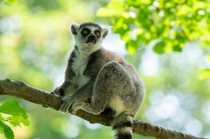 Elephants, Platypuses, Polar bears, Kangaroos, Peacocks, Honey badgers, Narwhals, Bearded dragons, Butterflies, Sea otters, Jackrabbits, Dolphins, Chimpanzees, Manatees, Manatees (part 2), Grizzly bears, Giraffes, Myanmar snub-nosed monkeys, Octopuses, Houseflies, Hummingbirds, Flamingos, Caddisflies, Adélie penguins, Emperor penguins, Even more penguins, Squirrels, Macaques, Giant pandas, Vultures, Chickens, Raccoons, Honeybees, Why trust us, Sources:
