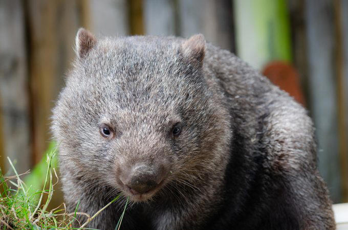 Elephants, Platypuses, Polar bears, Kangaroos, Peacocks, Honey badgers, Narwhals, Bearded dragons, Butterflies, Sea otters, Jackrabbits, Dolphins, Chimpanzees, Manatees, Manatees (part 2), Grizzly bears, Giraffes, Myanmar snub-nosed monkeys, Octopuses, Houseflies, Hummingbirds, Flamingos, Caddisflies, Adélie penguins, Emperor penguins, Even more penguins, Squirrels, Macaques, Giant pandas, Vultures, Chickens, Raccoons, Honeybees, Why trust us, Sources: