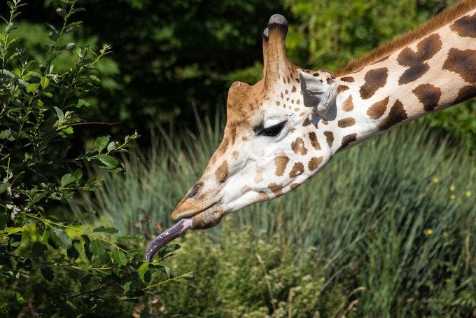 Elephants, Platypuses, Polar bears, Kangaroos, Peacocks, Honey badgers, Narwhals, Bearded dragons, Butterflies, Sea otters, Jackrabbits, Dolphins, Chimpanzees, Manatees, Manatees (part 2), Grizzly bears, Giraffes, Myanmar snub-nosed monkeys, Octopuses, Houseflies, Hummingbirds, Flamingos, Caddisflies, Adélie penguins, Emperor penguins, Even more penguins, Squirrels, Macaques, Giant pandas, Vultures, Chickens, Raccoons, Honeybees, Why trust us, Sources: