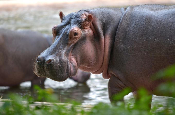 Elephants, Platypuses, Polar bears, Kangaroos, Peacocks, Honey badgers, Narwhals, Bearded dragons, Butterflies, Sea otters, Jackrabbits, Dolphins, Chimpanzees, Manatees, Manatees (part 2), Grizzly bears, Giraffes, Myanmar snub-nosed monkeys, Octopuses, Houseflies, Hummingbirds, Flamingos, Caddisflies, Adélie penguins, Emperor penguins, Even more penguins, Squirrels, Macaques, Giant pandas, Vultures, Chickens, Raccoons, Honeybees, Why trust us, Sources: