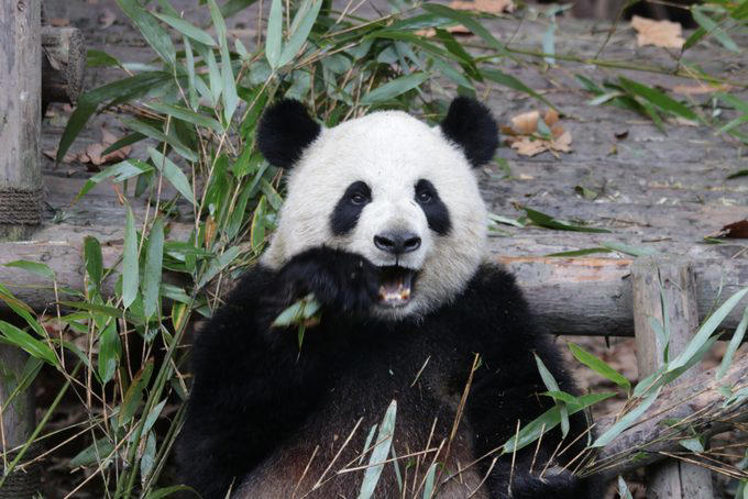 Elephants, Platypuses, Polar bears, Kangaroos, Peacocks, Honey badgers, Narwhals, Bearded dragons, Butterflies, Sea otters, Jackrabbits, Dolphins, Chimpanzees, Manatees, Manatees (part 2), Grizzly bears, Giraffes, Myanmar snub-nosed monkeys, Octopuses, Houseflies, Hummingbirds, Flamingos, Caddisflies, Adélie penguins, Emperor penguins, Even more penguins, Squirrels, Macaques, Giant pandas, Vultures, Chickens, Raccoons, Honeybees, Why trust us, Sources: