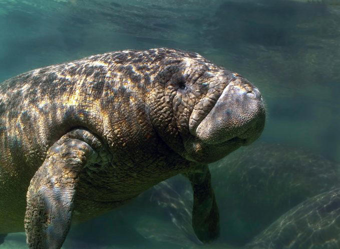 Elephants, Platypuses, Polar bears, Kangaroos, Peacocks, Honey badgers, Narwhals, Bearded dragons, Butterflies, Sea otters, Jackrabbits, Dolphins, Chimpanzees, Manatees, Manatees (part 2), Grizzly bears, Giraffes, Myanmar snub-nosed monkeys, Octopuses, Houseflies, Hummingbirds, Flamingos, Caddisflies, Adélie penguins, Emperor penguins, Even more penguins, Squirrels, Macaques, Giant pandas, Vultures, Chickens, Raccoons, Honeybees, Why trust us, Sources: