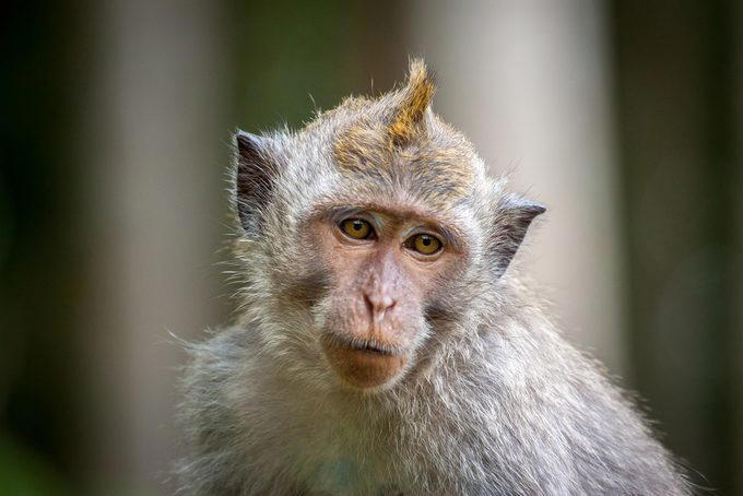 Elephants, Platypuses, Polar bears, Kangaroos, Peacocks, Honey badgers, Narwhals, Bearded dragons, Butterflies, Sea otters, Jackrabbits, Dolphins, Chimpanzees, Manatees, Manatees (part 2), Grizzly bears, Giraffes, Myanmar snub-nosed monkeys, Octopuses, Houseflies, Hummingbirds, Flamingos, Caddisflies, Adélie penguins, Emperor penguins, Even more penguins, Squirrels, Macaques, Giant pandas, Vultures, Chickens, Raccoons, Honeybees, Why trust us, Sources: