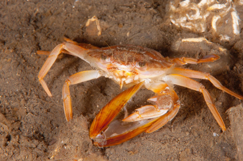Cure swollen eyes with the eyes of a crab Cure rabies with raw veal, Heroin as cough medicine, Cure rabies with ground liverwort and a cold bath, Treat asthma with cigarettes, Cure everything with radium, Treat asthma with boiled carrots, Cure toothaches with electricity, Milk transfusions, Treat malaria with a magic word, Treat colic with "soothing syrup", Treat hay fever with cocaine, Treat chapped hands with sour cream, Use nux vomica for headaches, Cure a hangover by eating pickled sheep's eyes, Cure swollen eyes with the eyes of a crab