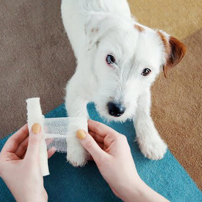 犬の無菌性結節性脂肪織炎について, 脂肪織炎の原因と症状, 脂肪織炎の治療法と予後, 定期的なフォローアップ