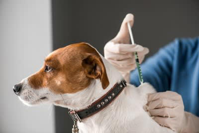 犬の無菌性結節性脂肪織炎について, 脂肪織炎の原因と症状, 脂肪織炎の治療法と予後, 定期的なフォローアップ
