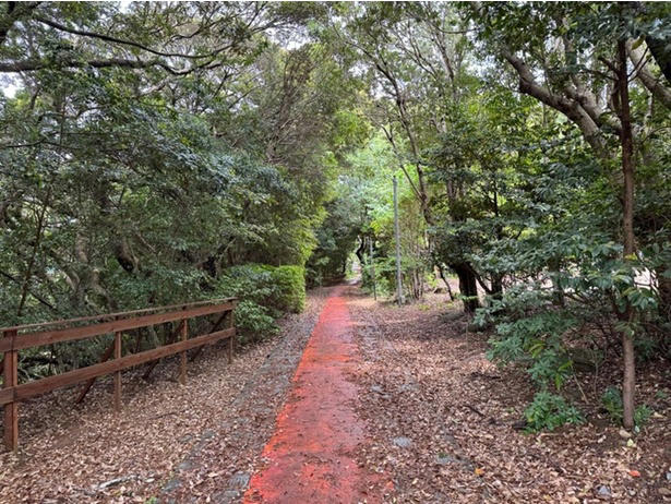 世界遺産、国立公園の雄大な自然に囲まれたホテル, カメに乗って到着したのは、竜宮城ならぬ「ホテル浦島」, 平安貴族も堪能していた!?神秘的な洞窟温泉「忘帰洞」「玄武洞」, 大海原を一望の部屋と、もうひとつの名物・日本一のエレベーター, 海を眺めながら味わう熊野キュイジーヌ, 1日では足りない、のんびりゆっくり滞在したくなる