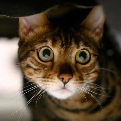 猫が『臆病な性格』に育つ3つの原因, 1.飼い主の態度や接し方, 2.幼少期の社会化不足, 3.トラウマや強いストレス体験, 怖がりな猫と暮らすうえでの注意点