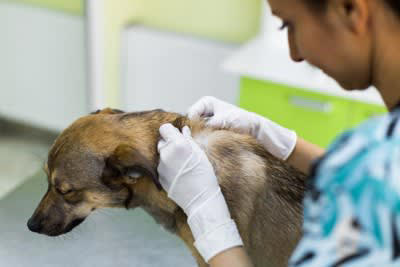 犬の無菌性結節性脂肪織炎について, 脂肪織炎の原因と症状, 脂肪織炎の治療法と予後, 定期的なフォローアップ