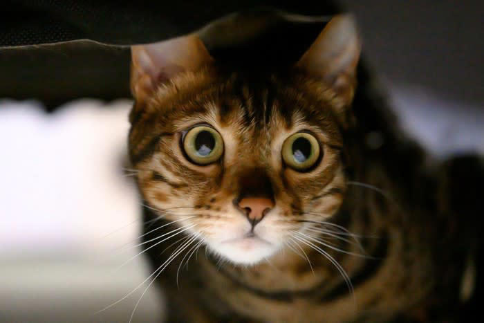 猫が『臆病な性格』に育つ3つの原因, 1.飼い主の態度や接し方, 2.幼少期の社会化不足, 3.トラウマや強いストレス体験, 怖がりな猫と暮らすうえでの注意点