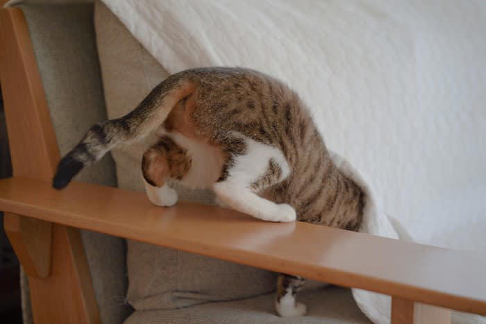 猫が『臆病な性格』に育つ3つの原因, 1.飼い主の態度や接し方, 2.幼少期の社会化不足, 3.トラウマや強いストレス体験, 怖がりな猫と暮らすうえでの注意点