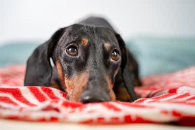 犬の無菌性結節性脂肪織炎について, 脂肪織炎の原因と症状, 脂肪織炎の治療法と予後, 定期的なフォローアップ