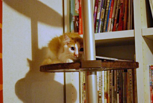 会社の壁のすき間で鳴いていた、3匹の子猫たち, ノイくんを迎え、先住猫に変化―驚きの大変身も, ふたりの猫と暮らしてわかった、個性のちがい, ノイくんのこだわりと、家族だけに見せる愛らしい一面