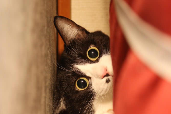 猫が「驚いたときの気持ち」を落ち着かせるためにする行動3選, 2.毛づくろいをする, 3.爪とぎをする, 猫を落ち着かせるための対処法は？
