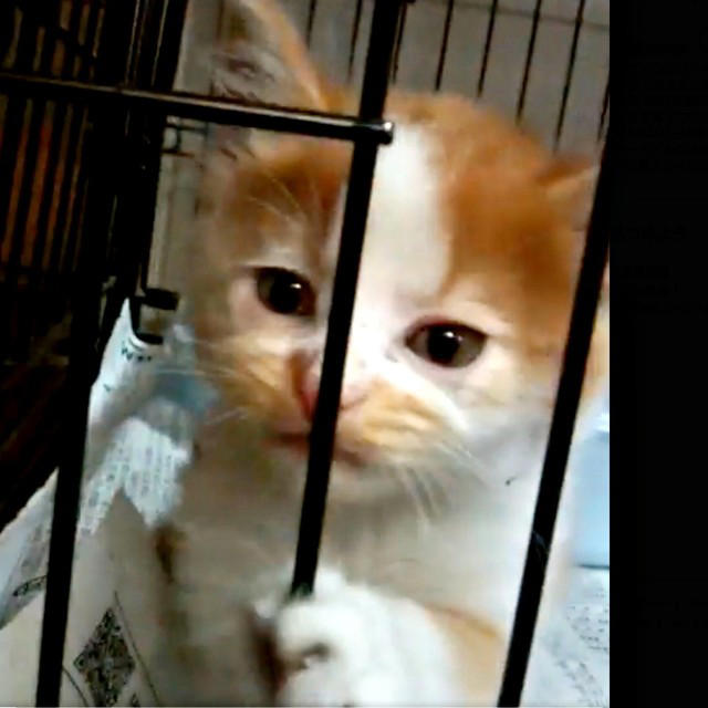 会社の壁のすき間で鳴いていた、3匹の子猫たち, ノイくんを迎え、先住猫に変化―驚きの大変身も, ふたりの猫と暮らしてわかった、個性のちがい, ノイくんのこだわりと、家族だけに見せる愛らしい一面