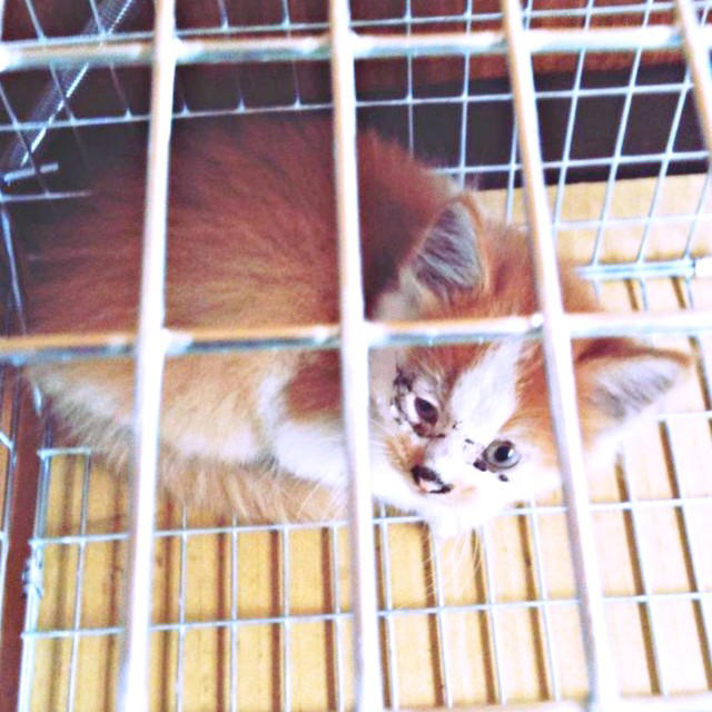 会社の壁のすき間で鳴いていた、3匹の子猫たち, ノイくんを迎え、先住猫に変化―驚きの大変身も, ふたりの猫と暮らしてわかった、個性のちがい, ノイくんのこだわりと、家族だけに見せる愛らしい一面