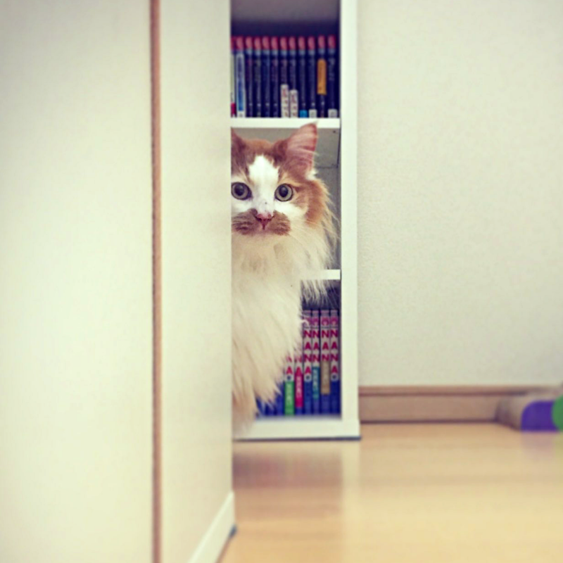 会社の壁のすき間で鳴いていた、3匹の子猫たち, ノイくんを迎え、先住猫に変化―驚きの大変身も, ふたりの猫と暮らしてわかった、個性のちがい, ノイくんのこだわりと、家族だけに見せる愛らしい一面