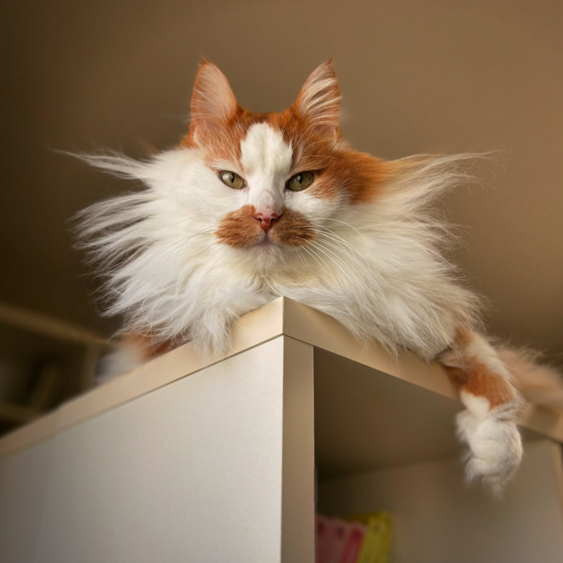 会社の壁のすき間で鳴いていた、3匹の子猫たち, ノイくんを迎え、先住猫に変化―驚きの大変身も, ふたりの猫と暮らしてわかった、個性のちがい, ノイくんのこだわりと、家族だけに見せる愛らしい一面