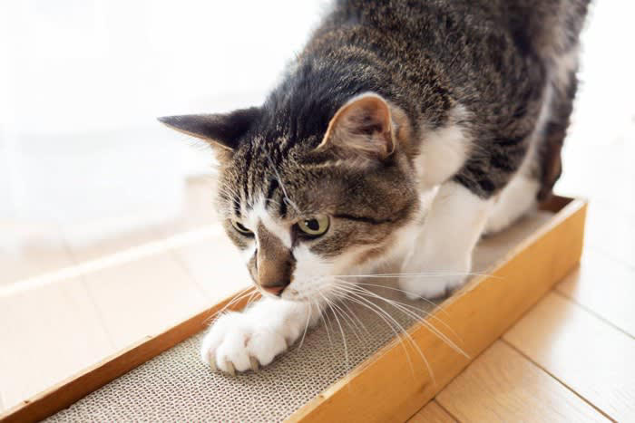 猫が「驚いたときの気持ち」を落ち着かせるためにする行動3選, 2.毛づくろいをする, 3.爪とぎをする, 猫を落ち着かせるための対処法は？