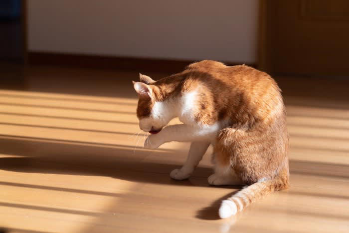 猫が「驚いたときの気持ち」を落ち着かせるためにする行動3選, 2.毛づくろいをする, 3.爪とぎをする, 猫を落ち着かせるための対処法は？