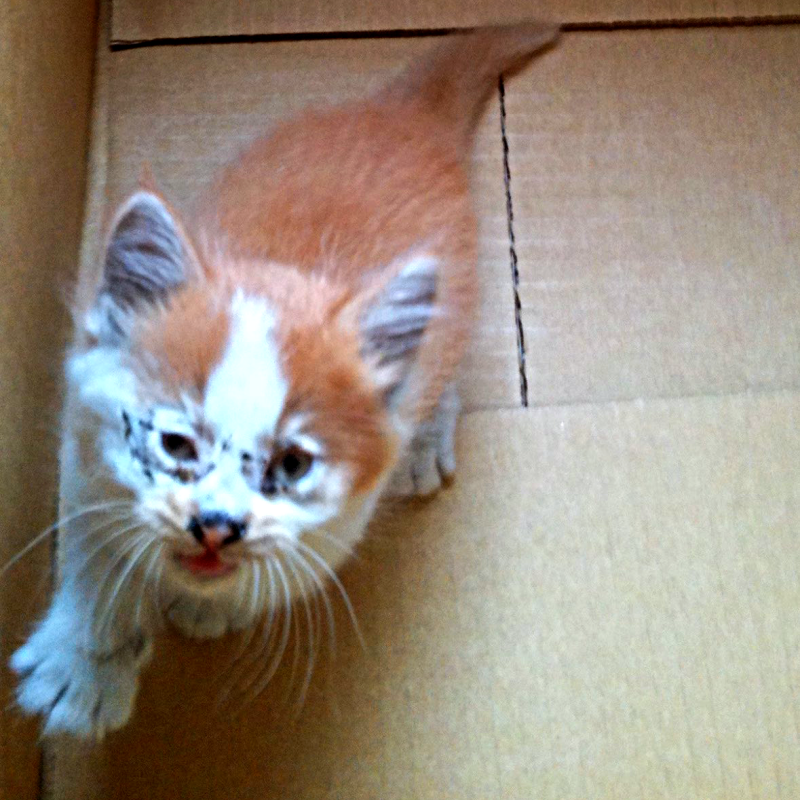 会社の壁のすき間で鳴いていた、3匹の子猫たち, ノイくんを迎え、先住猫に変化―驚きの大変身も, ふたりの猫と暮らしてわかった、個性のちがい, ノイくんのこだわりと、家族だけに見せる愛らしい一面