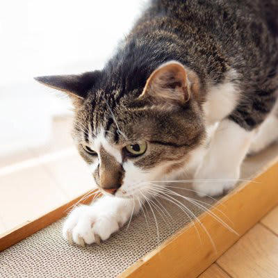 猫が「驚いたときの気持ち」を落ち着かせるためにする行動3選, 2.毛づくろいをする, 3.爪とぎをする, 猫を落ち着かせるための対処法は？