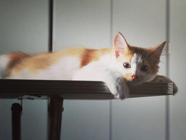 会社の壁のすき間で鳴いていた、3匹の子猫たち, ノイくんを迎え、先住猫に変化―驚きの大変身も, ふたりの猫と暮らしてわかった、個性のちがい, ノイくんのこだわりと、家族だけに見せる愛らしい一面